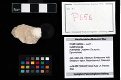 Foto (Objekt + Etikett) von Cyclothyreus sp.  (NHMW-GEO-2014-0194-0656)